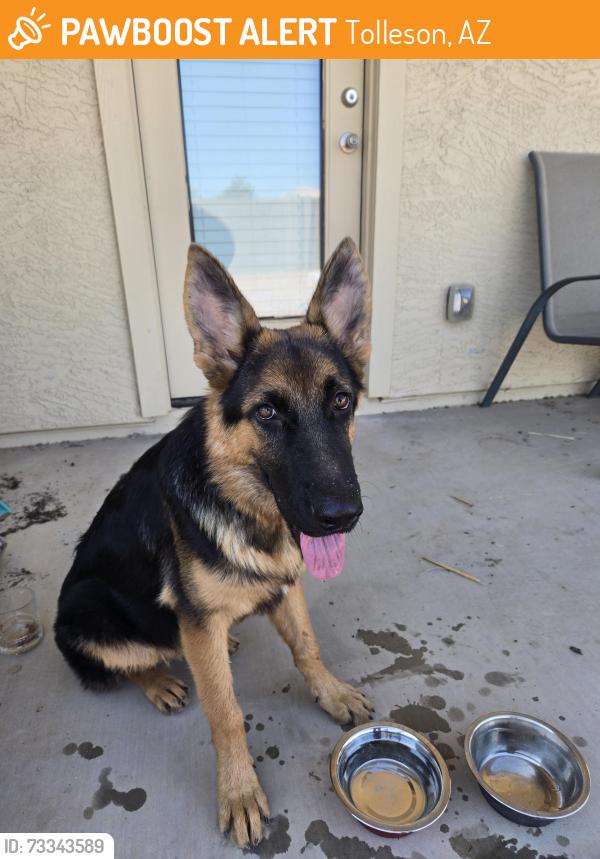 Found/Stray Male Dog last seen 98th ave and Illini, Tolleson, AZ 85353