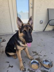 Found/Stray Male Dog last seen 98th ave and Illini, Tolleson, AZ 85353