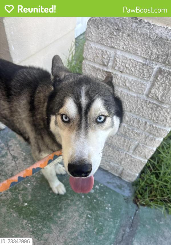 Reunited Male Dog last seen Blossom Lake Dr, Holiday, FL 34691