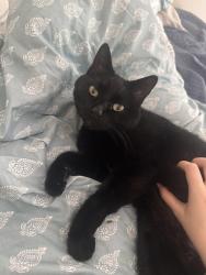 Reunited Female Cat last seen 7th street E, Saskatoon, SK S7H 2G3