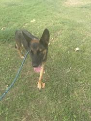 Found/Stray Female Dog last seen Rodriguez park, San Antonio, TX 78227