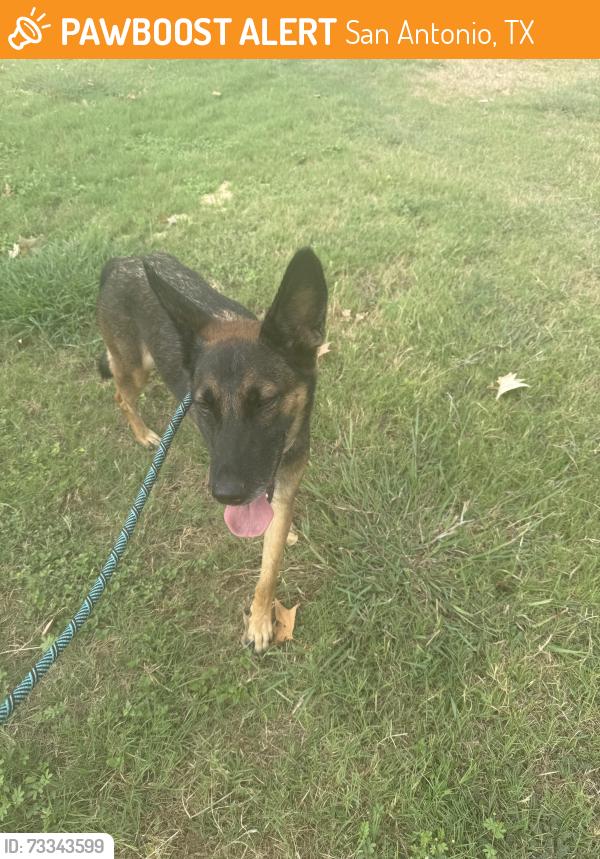 Found/Stray Female Dog last seen Rodriguez park, San Antonio, TX 78227
