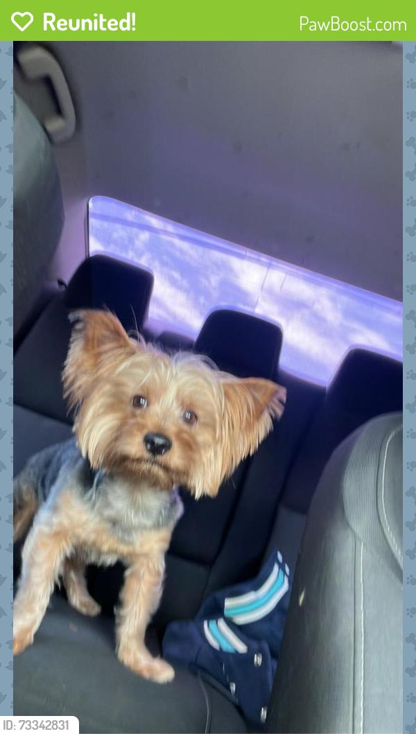 Reunited Male Dog last seen East ridge neighborhood, McKinney, TX 75071