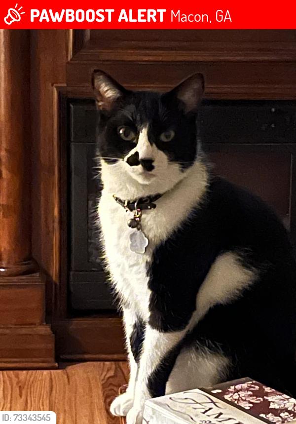 Lost Male Cat last seen Lake Wildwood Community at Loblolly Lane & Table Mtn, Macon, GA 31220