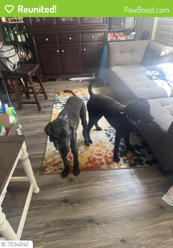 Reunited Male Dog last seen Copper Moon and Bronze Canyon Drive, Reno, NV 89521