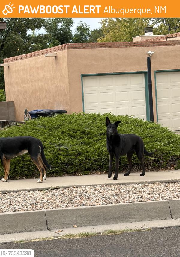 Found/Stray Unknown Dog last seen Kielich and Greenly NE, Albuquerque, NM 87111