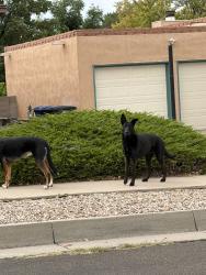 Found/Stray Unknown Dog last seen Kielich and Greenly NE, Albuquerque, NM 87111