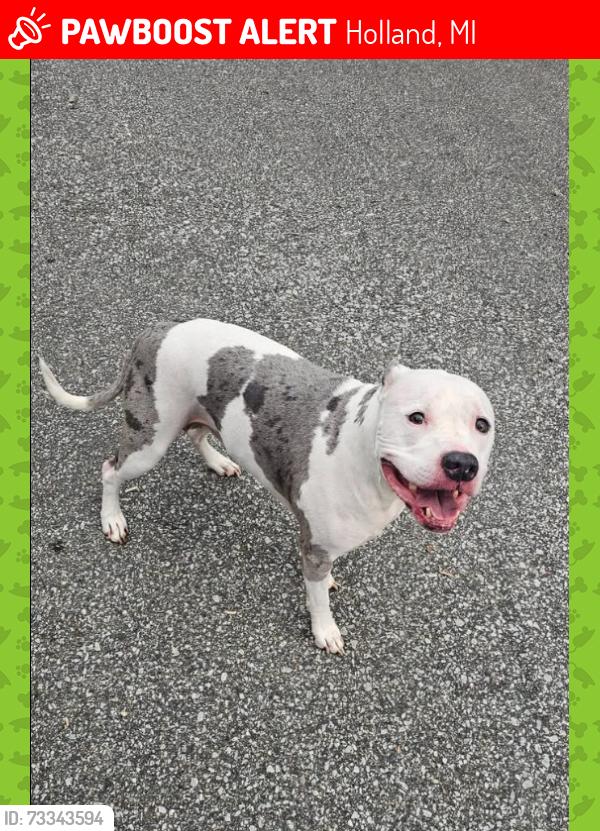 Lost Male Dog last seen Near 48th st holland mi, Holland, MI 49423
