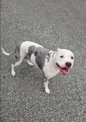 Lost Male Dog last seen Near 48th st holland mi, Holland, MI 49423