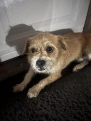 Found/Stray Male Dog last seen Kings cangyon and peach, Fresno, CA 93727