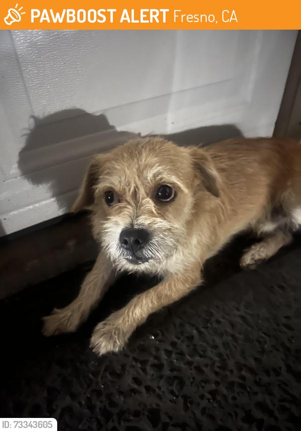 Found/Stray Male Dog last seen Kings cangyon and peach, Fresno, CA 93727
