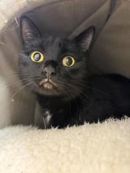 Shelter Stray Female Cat last seen Near 17th Avenue S, GREAT FALLS, MT, 59405, 1010 25th Ave NE, Great Falls, MT 59404, USA