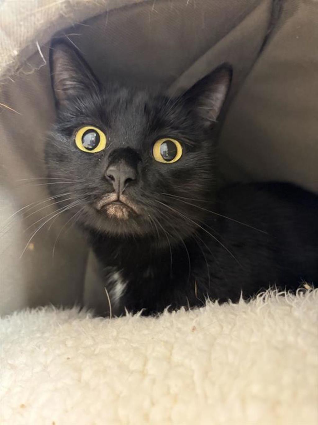 Shelter Stray Female Cat last seen Near 17th Avenue S, GREAT FALLS, MT, 59405, 1010 25th Ave NE, Great Falls, MT 59404, USA