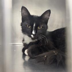 Shelter Stray Male Cat last seen Near Windover Drive, ANKENY, IA, 50021, Des Moines, IA 50313