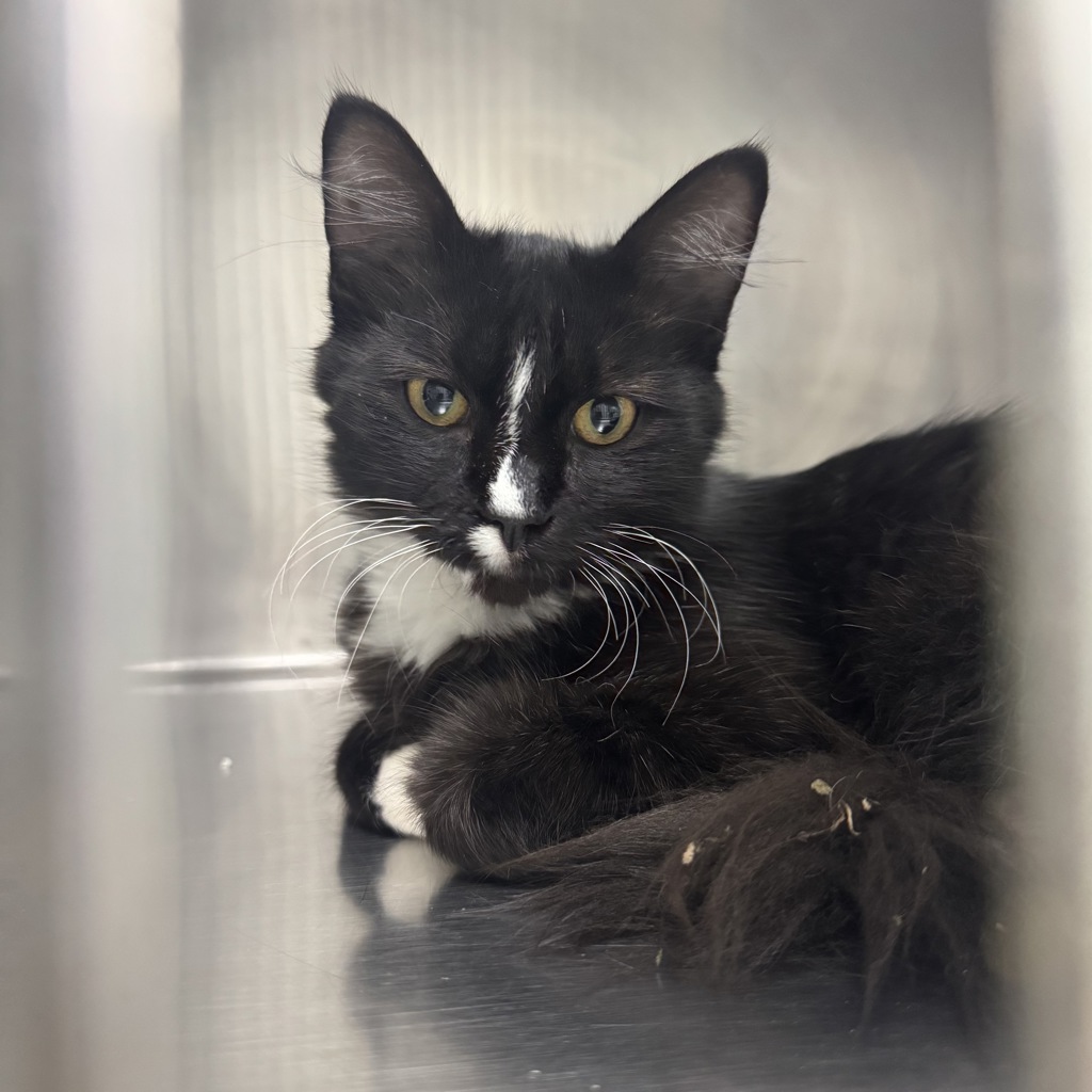 Shelter Stray Male Cat last seen Near Windover Drive, ANKENY, IA, 50021, Des Moines, IA 50313