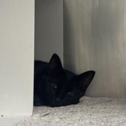 Shelter Stray Male Cat last seen Near Windover Drive, ANKENY, IA, 50021, Des Moines, IA 50313