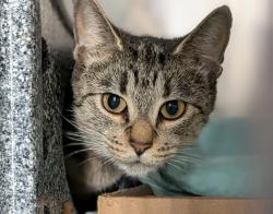 Shelter Stray Female Cat last seen ACC of NYC, NEW YORK, NY, 10029, 326 E 110th St, New York, NY 10029, USA