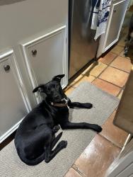 Found/Stray Female Dog last seen Willowbend by the railroad tracks., Houston, TX 77025