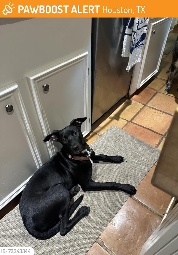 Found/Stray Female Dog last seen Willowbend by the railroad tracks., Houston, TX 77025