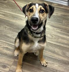 Shelter Stray Male Dog last seen Palm Avenue, San Diego, CA, 92154, 5500 Gaines St, San Diego, CA 92110, USA
