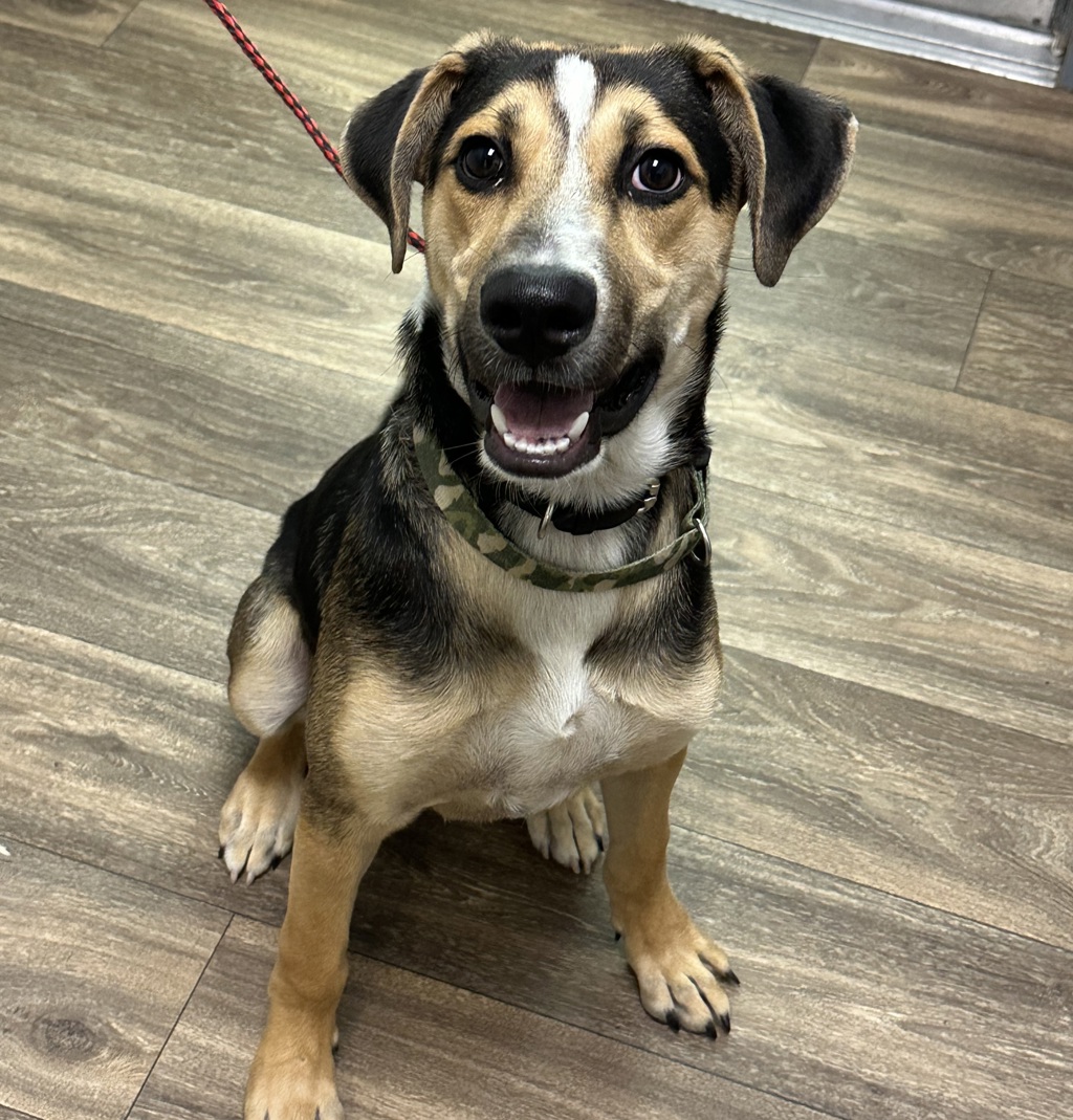 Shelter Stray Male Dog last seen Palm Avenue, San Diego, CA, 92154, 5500 Gaines St, San Diego, CA 92110, USA