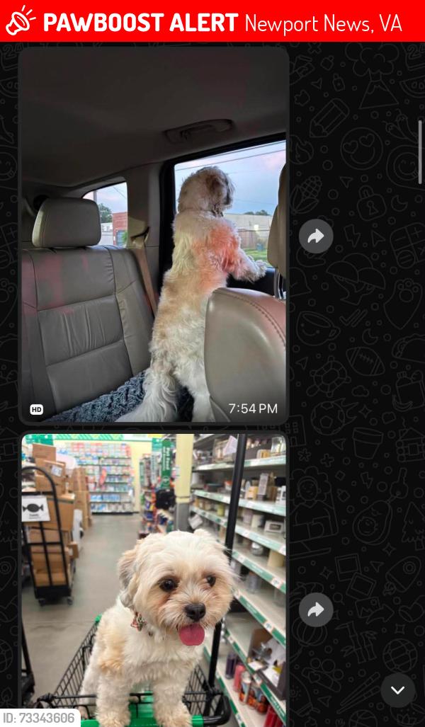 Lost Female Dog last seen Marshall Ave New port news, Newport News, VA 23607