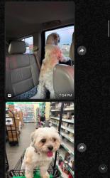 Lost Female Dog last seen Marshall Ave New port news, Newport News, VA 23607
