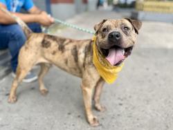 Shelter Stray Male Dog last seen 138th Alexander Avenue, BRONX, NY, 10454, 326 E 110th St, New York, NY 10029, USA