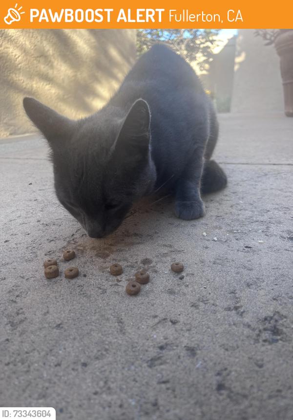 Found/Stray Male Cat last seen Placentia & Madison, Fullerton, CA 92832