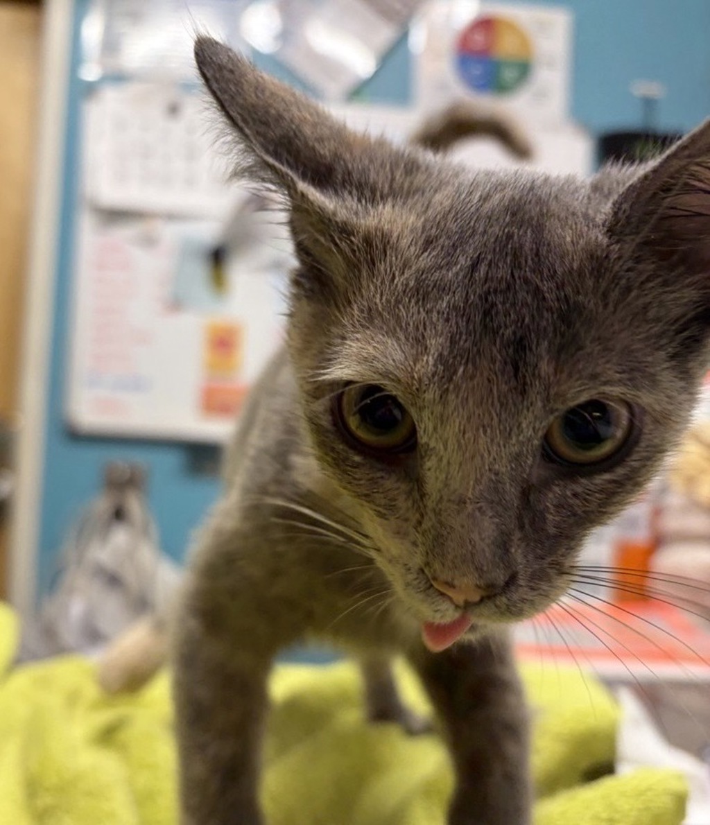 Shelter Stray Female Cat last seen Jesmond dene park, Escondido, CA, 92026, Escondido, CA 92027, USA