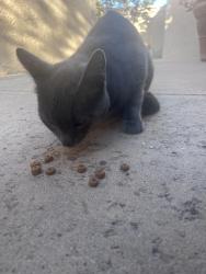 Found/Stray Male Cat last seen Placentia & Madison, Fullerton, CA 92832