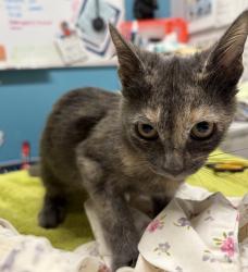 Shelter Stray Female Cat last seen Jesmond dene park, Escondido, CA, 92026, Escondido, CA 92027, USA