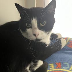 Shelter Stray Male Cat last seen Near Front Street, San Diego, CA, 92101, 5500 Gaines St, San Diego, CA 92110, USA