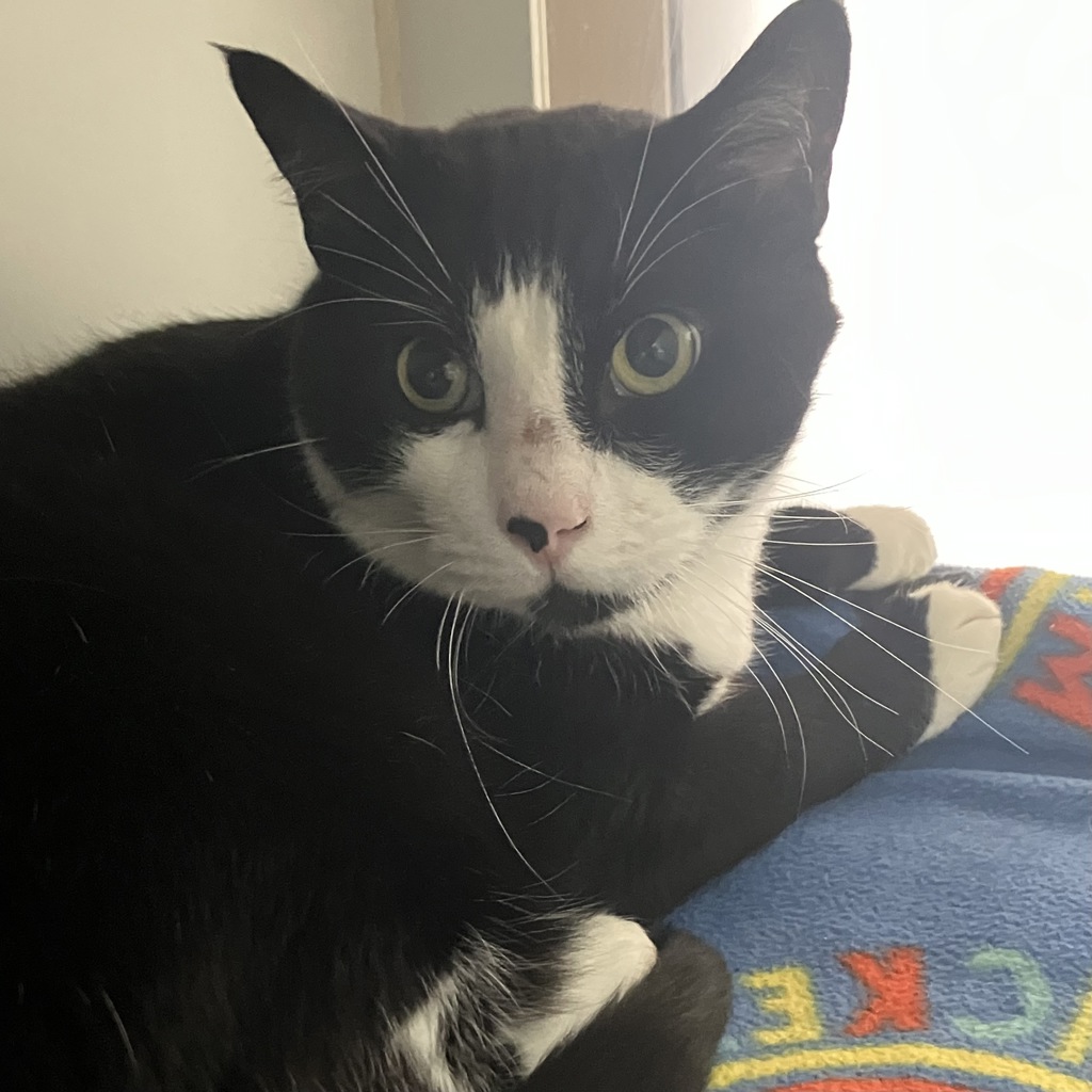 Shelter Stray Male Cat last seen Near Front Street, San Diego, CA, 92101, 5500 Gaines St, San Diego, CA 92110, USA