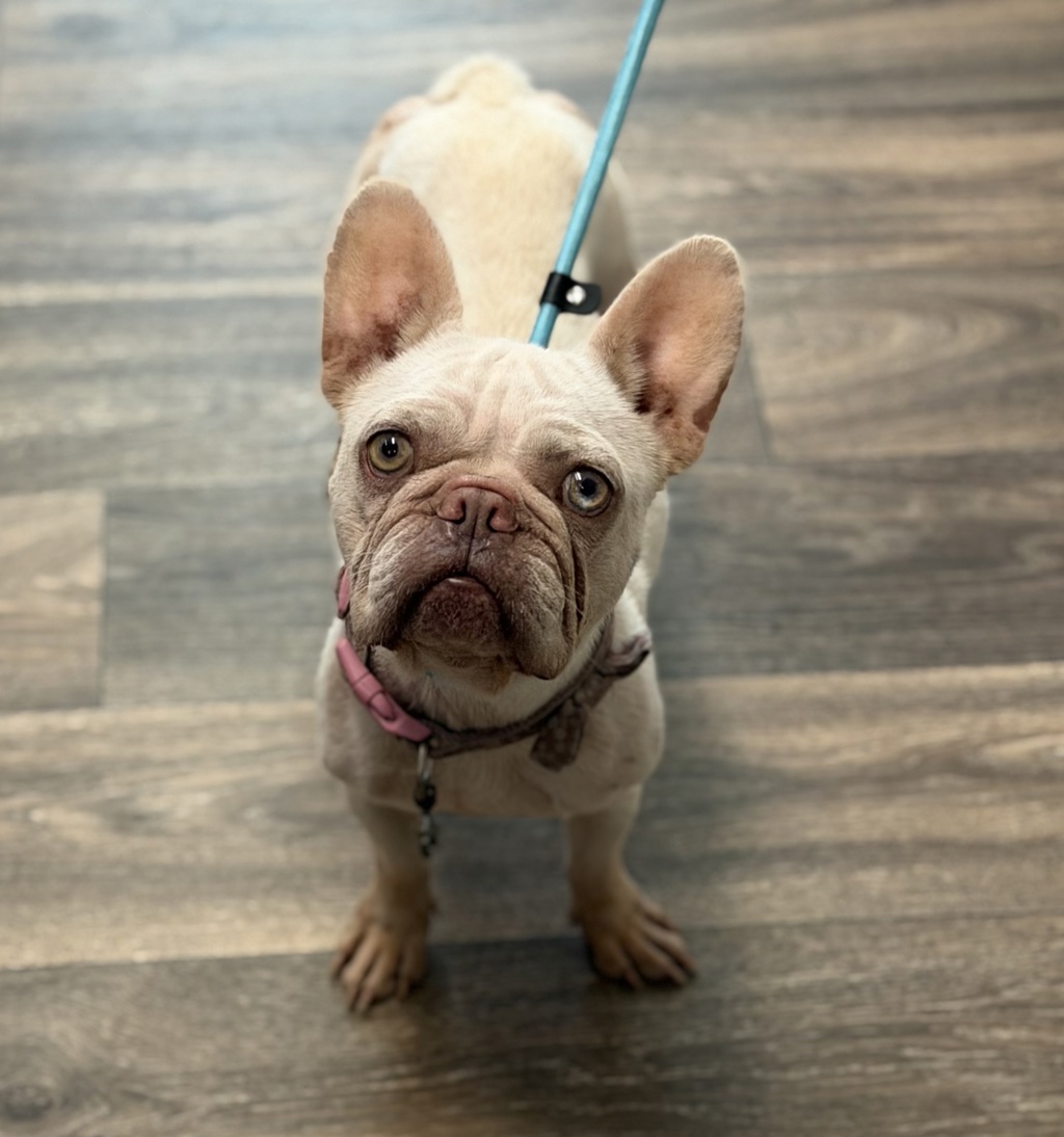 Shelter Stray Female Dog last seen Beyer Boulevard, San Diego, CA, 92173, 5500 Gaines St, San Diego, CA 92110, USA