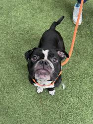 Shelter Stray Male Dog last seen Central Park Conservancy, NEW YORK, NY, 10022, 326 E 110th St, New York, NY 10029, USA