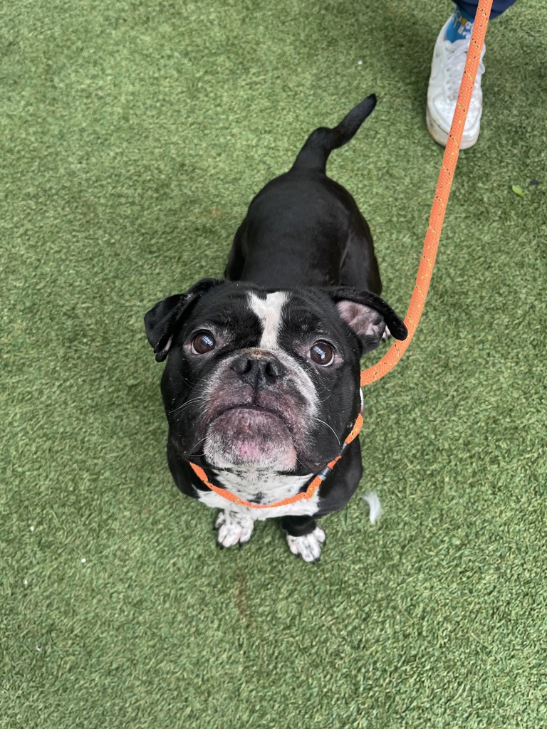 Shelter Stray Male Dog last seen Central Park Conservancy, NEW YORK, NY, 10022, 326 E 110th St, New York, NY 10029, USA