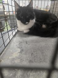 Shelter Stray Female Cat last seen Marie Avenue, GLEN BURNIE, MD, 21060, 411 Maxwell Frye Rd, Millersville, MD 21108, USA