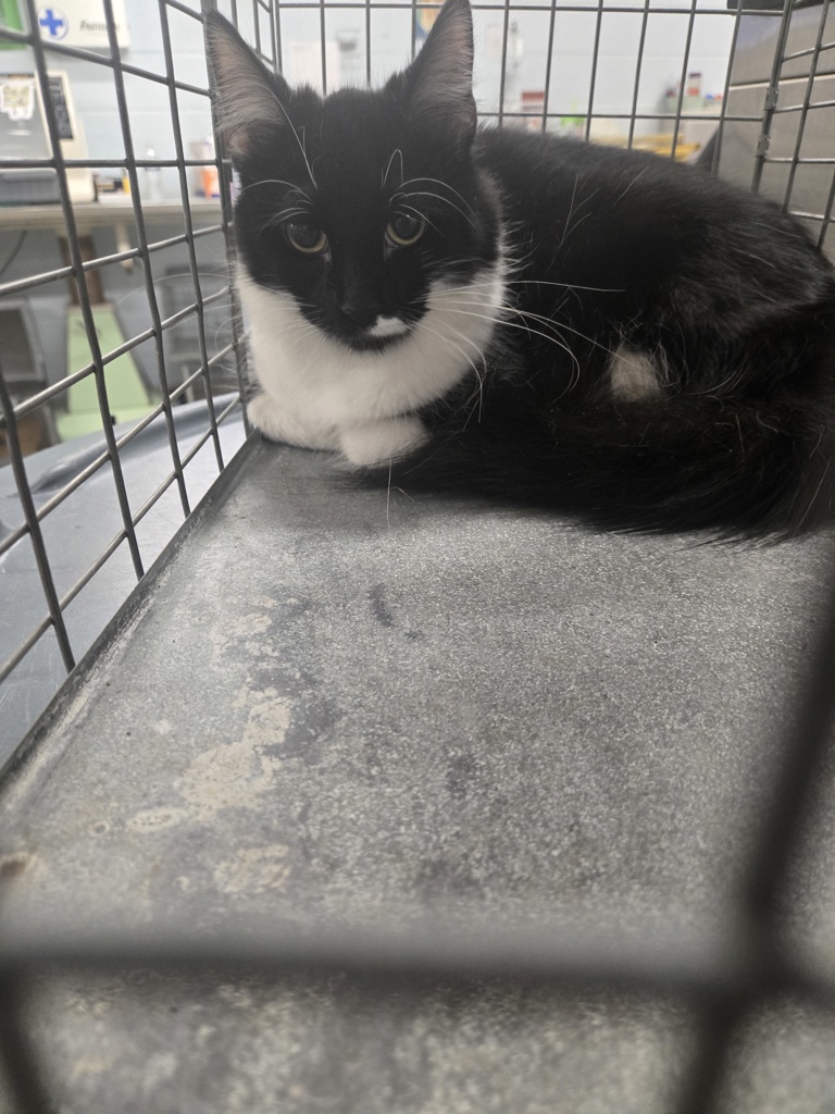 Shelter Stray Female Cat last seen Marie Avenue, GLEN BURNIE, MD, 21060, 411 Maxwell Frye Rd, Millersville, MD 21108, USA
