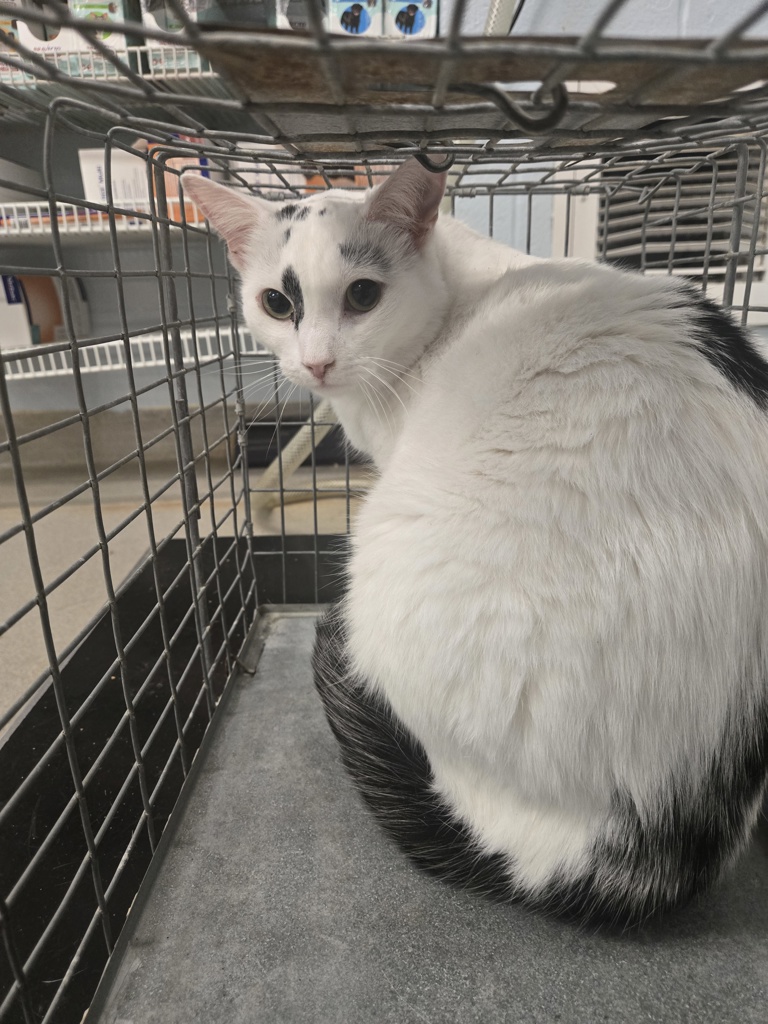 Shelter Stray Male Cat last seen Marie Avenue, GLEN BURNIE, MD, 21060, 411 Maxwell Frye Rd, Millersville, MD 21108, USA