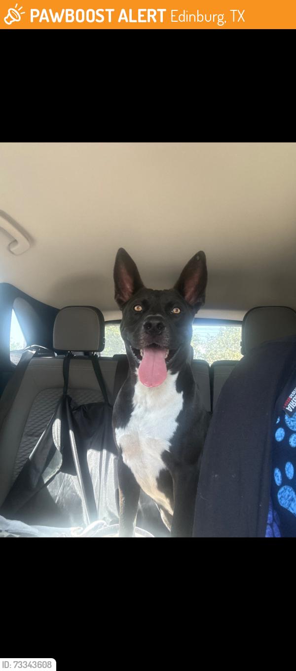 Found/Stray Male Dog last seen Hidalgo County Irrigation Dist No.1, Edinburg, TX 78542