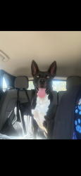 Found/Stray Male Dog last seen Hidalgo County Irrigation Dist No.1, Edinburg, TX 78542