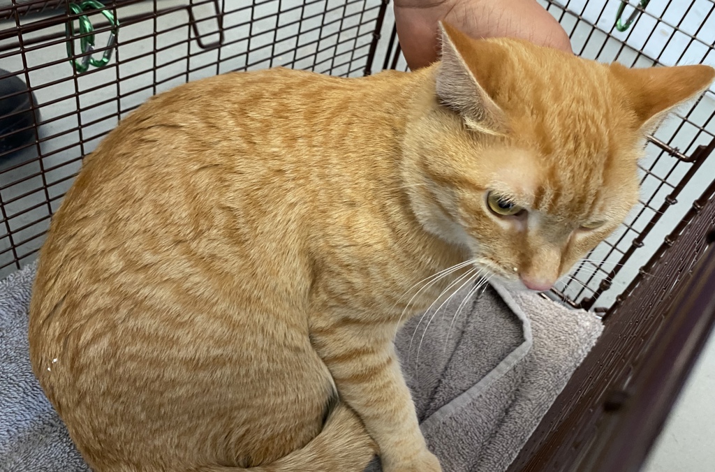 Shelter Stray Male Cat last seen Near E Fort Union Boulevard, Kearns Township, UT, 84118, 511 W 3900 S, Salt Lake City, UT 84123, USA
