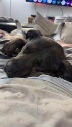 Lost Female Dog last seen Corner of w blue fox ct and s 5 mile, Boise, ID 83709