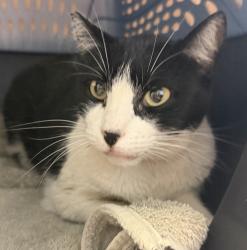 Shelter Stray Female Cat last seen Near Los Alamos Drive, San Diego, CA, 92114, 5500 Gaines St, San Diego, CA 92110, USA