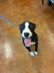 Shelter Stray Female Dog last seen Near E Saint Elmo Road, AUSTIN, TX, 78744, 7201 Levander Loop bldg a, Austin, TX 78702, USA
