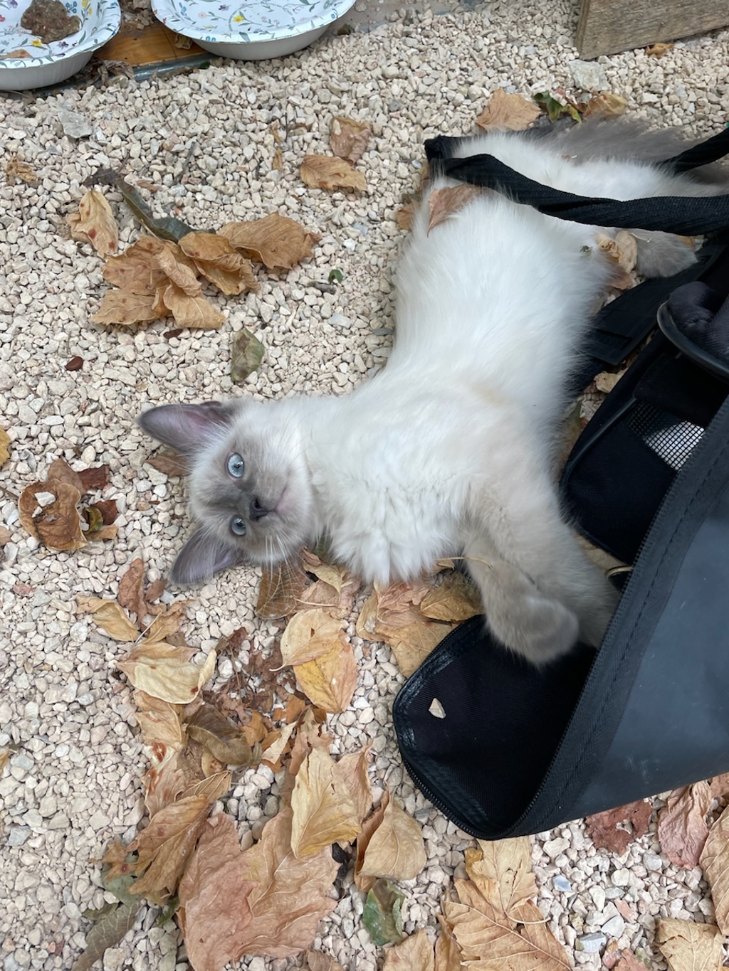 Shelter Stray Unknown Cat last seen Near W 49th Street, AUSTIN, TX, 78756, 7201 Levander Loop bldg a, Austin, TX 78702, USA