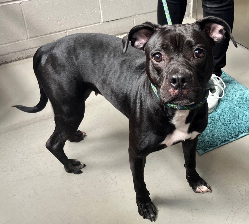 Shelter Stray Female Dog last seen Near Richmond Terrace, STATEN ISLAND, NY, 10301, 3139 Veterans Rd W, Staten Island, NY 10309, USA