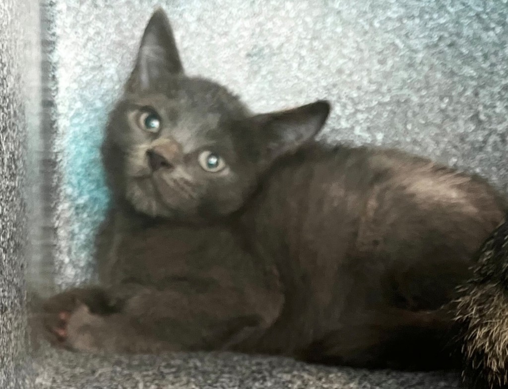 Shelter Stray Male Cat last seen Patterson Avenue, STATEN ISLAND, NY, 10306, 3139 Veterans Rd W, Staten Island, NY 10309, USA