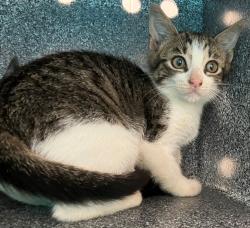 Shelter Stray Female Cat last seen Patterson Avenue, STATEN ISLAND, NY, 10306, 3139 Veterans Rd W, Staten Island, NY 10309, USA
